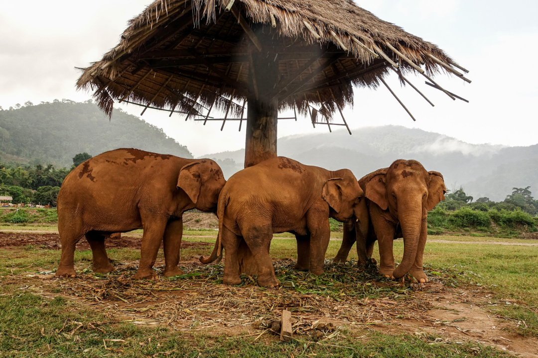 Elephant Nature Park