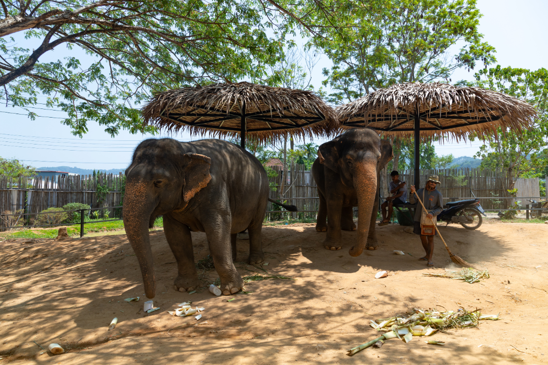 Elephants
